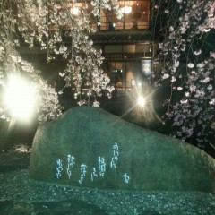 夜桜　祇園白川